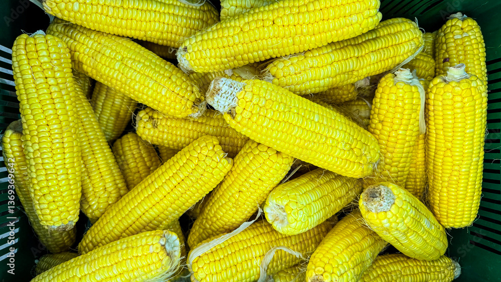 A lot of raw corn cob. Top view A lot of raw corn cob. Top view