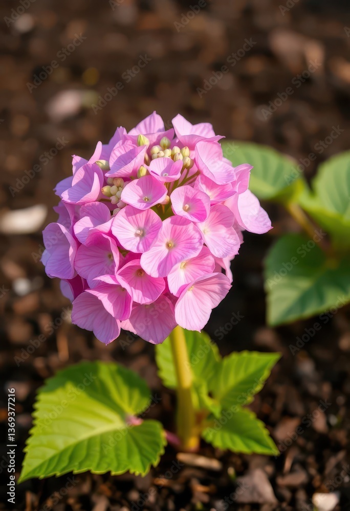 Delicate pink hydrangea stem emerging from rich brown soil, growth, pink, garden Delicate pink hydrangea stem emerging from rich brown soil, growth, pink, garden