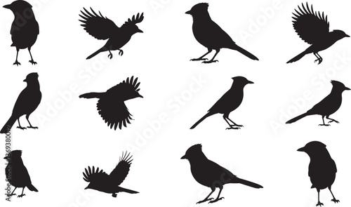 Blue Jay Silhouette