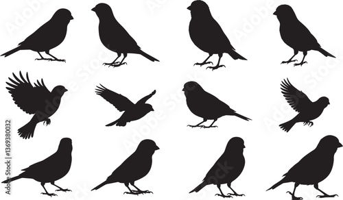 Canary Silhouette