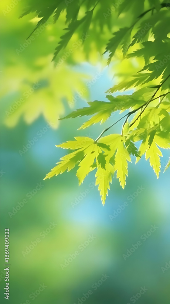 Vibrant Green Maple Leaves on a Branch, Illuminated by Sunlight, Soft Focus Background, Nature's Serenity Vibrant Green Maple Leaves on a Branch, Illuminated by Sunlight, Soft Focus Background, Nature's Serenity