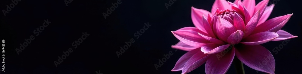 Dark chrome pink & purple dahlia, surreal macro Isolated black background , purple, chrome Dark chrome pink & purple dahlia, surreal macro Isolated black background , purple, chrome