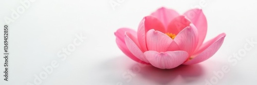 Wallpaper Mural Delicate petal unfolding on a white background, gentle, flower Torontodigital.ca