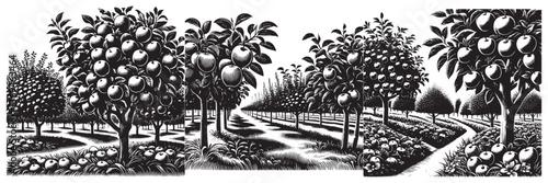 Apple Orchard in traditional woodcut drawing, black and white botanical illustration