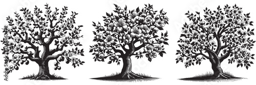 Apricot tree in traditional woodcut drawing, black and white botanical illustration