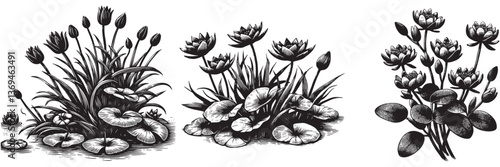 Aquatic Plant in traditional woodcut drawing, black and white botanical illustration