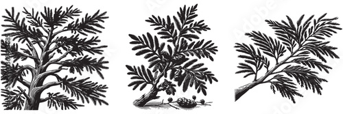 Bald Cypress twig in traditional woodcut drawing, black and white botanical illustration