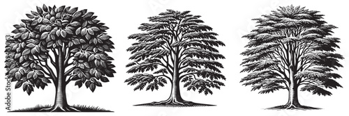 Beech tree in traditional woodcut drawing, black and white botanical illustration