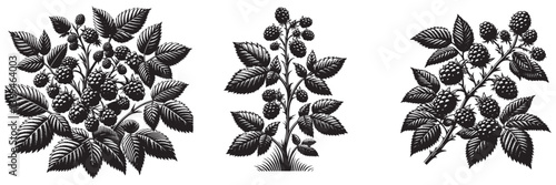 Blackberry Bush plant in traditional woodcut drawing, black and white botanical illustration