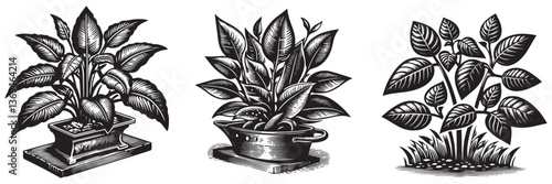 Cast Iron Plant plant in traditional woodcut drawing, black and white botanical illustration