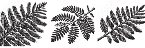 Dawn Redwood tree in traditional woodcut drawing, black and white botanical illustration