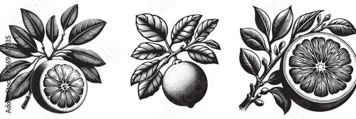 Grapefruit twig in traditional woodcut drawing, black and white botanical illustration