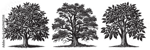 Hickory tree in traditional woodcut drawing, black and white botanical illustration