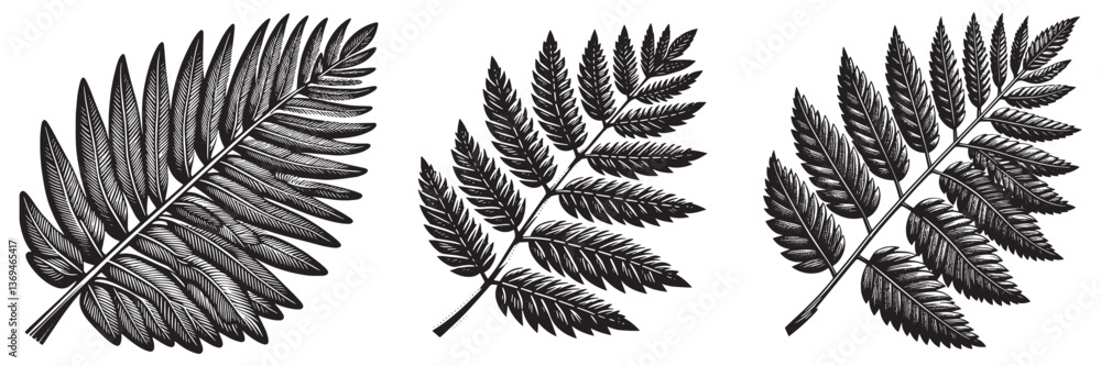 Fototapeta premium Ironwood Leaf in traditional woodcut drawing, black and white botanical illustration