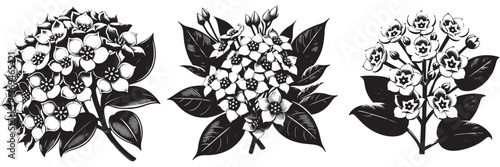 Hoya plant in traditional woodcut drawing, black and white botanical illustration