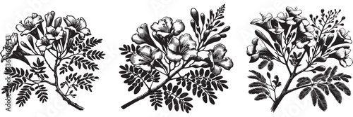 Jacaranda twig in traditional woodcut drawing, black and white botanical illustration