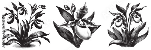 Lady Slipper Orchid, flower in traditional woodcut drawing, black and white botanical illustration