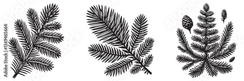 Larch Needle in traditional woodcut drawing, black and white botanical illustration