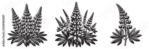 Lupine flower in traditional woodcut drawing, black and white botanical illustration