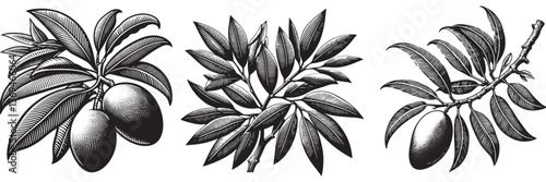 Mango twig in traditional woodcut drawing, black and white botanical illustration
