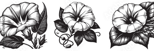 Morning Glory flower in traditional woodcut drawing, black and white botanical illustration