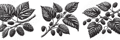 Mulberry twig in traditional woodcut drawing, black and white botanical illustration
