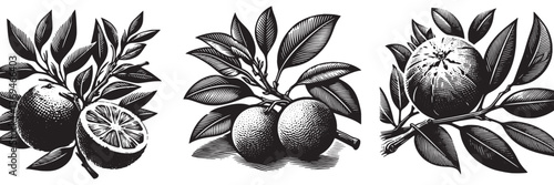 Orange twig in traditional woodcut drawing, black and white botanical illustration