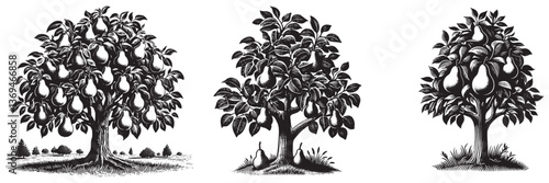 Pear tree in traditional woodcut drawing, black and white botanical illustration