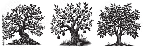 Plum tree in traditional woodcut drawing, black and white botanical illustration