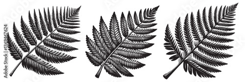 Redwood Leaf in traditional woodcut drawing, black and white botanical illustration