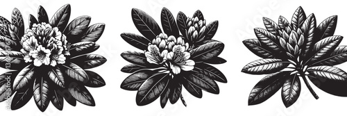 Rhododendron flowerin traditional woodcut drawing, black and white botanical illustration