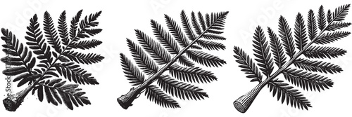 Redwood twig in traditional woodcut drawing, black and white botanical illustration