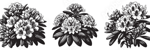 Rhododendron plant in traditional woodcut drawing , black and white botanical illustration