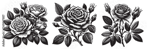Wallpaper Mural Rose plant in traditional woodcut drawing, black and white botanical illustration Torontodigital.ca