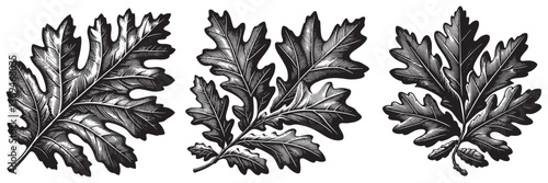 Scarlet Oak Leaf in traditional woodcut drawing, black and white botanical illustration