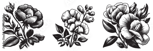 Sweet Pea flower in traditional woodcut drawing, black and white botanical illustration