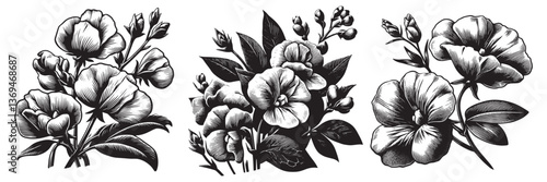 Sweet Pea flower in traditional woodcut drawing , black and white botanical illustration