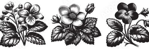 Violet flower in traditional woodcut drawing, black and white botanical illustration