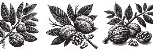 Walnut twig in traditional woodcut drawing, black and white botanical illustration