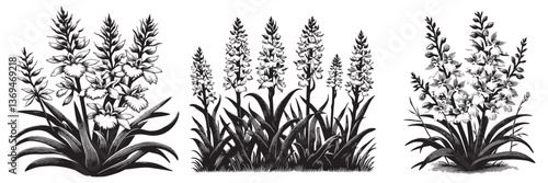 Western Prairie Fringed Orchid flower in traditional woodcut drawing, black and white botanical illustration