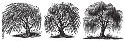 Willow tree in traditional woodcut drawing, black and white botanical illustration