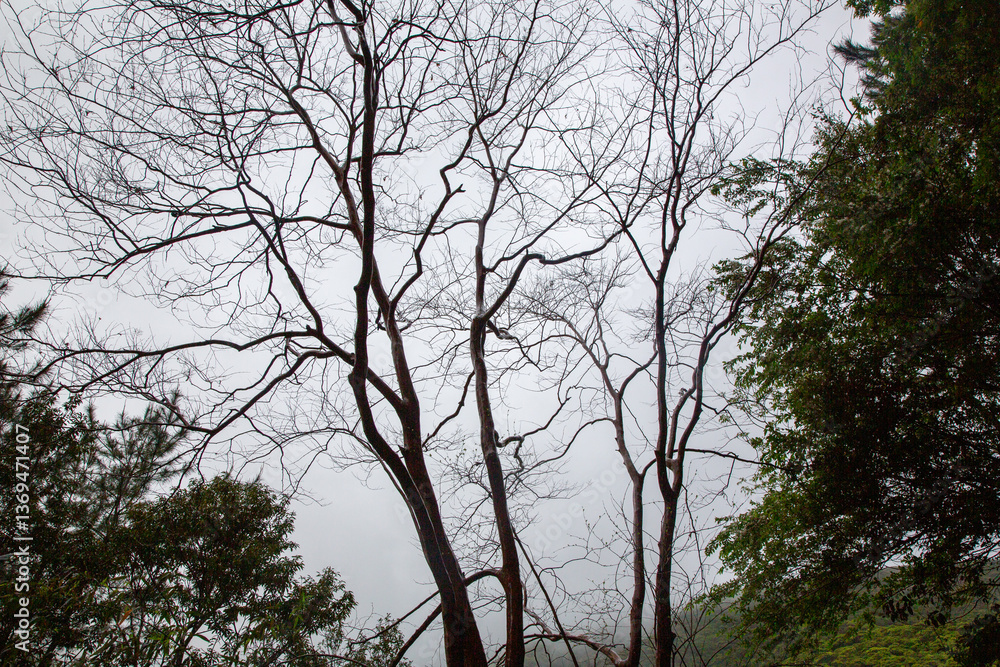 Obraz premium 奄美大島の自然。春。新緑の季節。百日紅の木。