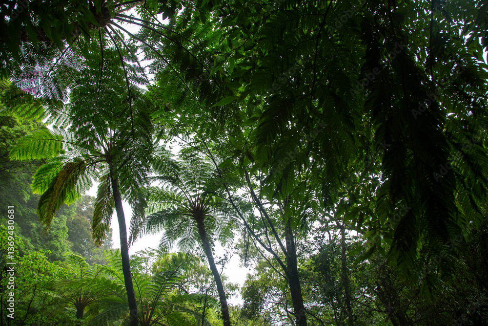 Obraz premium 奄美大島の自然、亜熱帯の森、世界自然遺産の森。