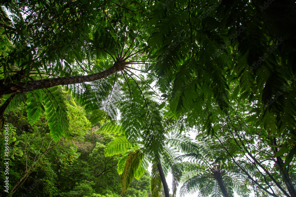 Naklejka premium 奄美大島の自然、亜熱帯の森、世界自然遺産の森。