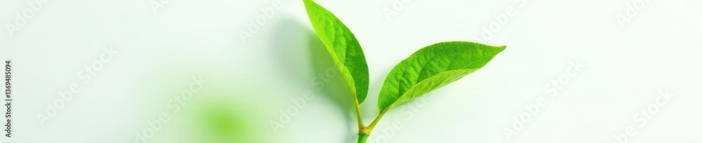 Obraz premium Detail shot of a single leafy stem on white background, simpleleaf, closeup