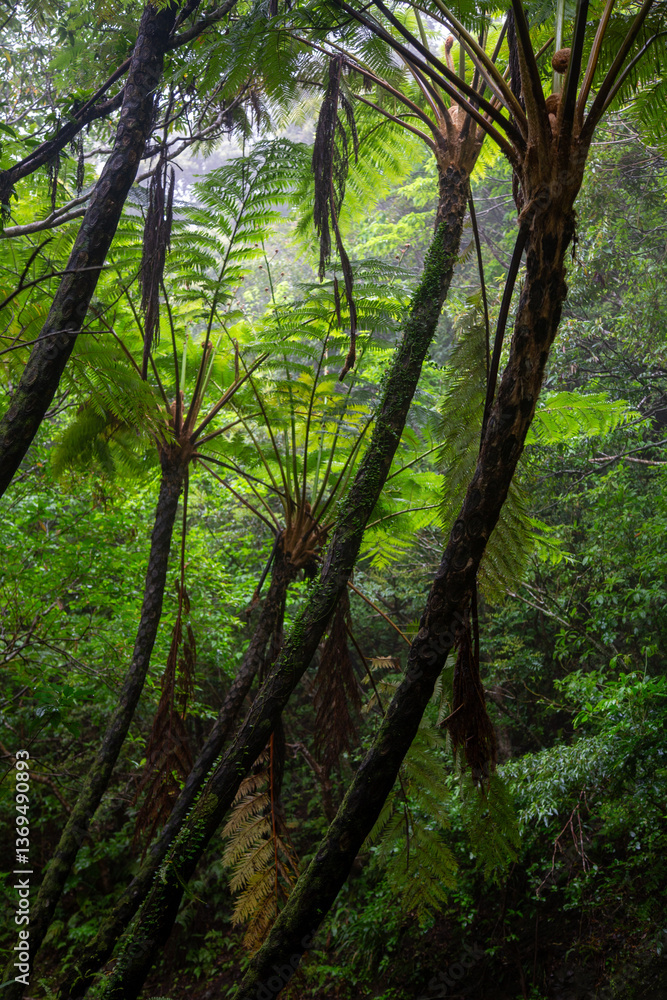 Fototapeta premium 奄美大島の自然、亜熱帯の森、世界自然遺産の森。