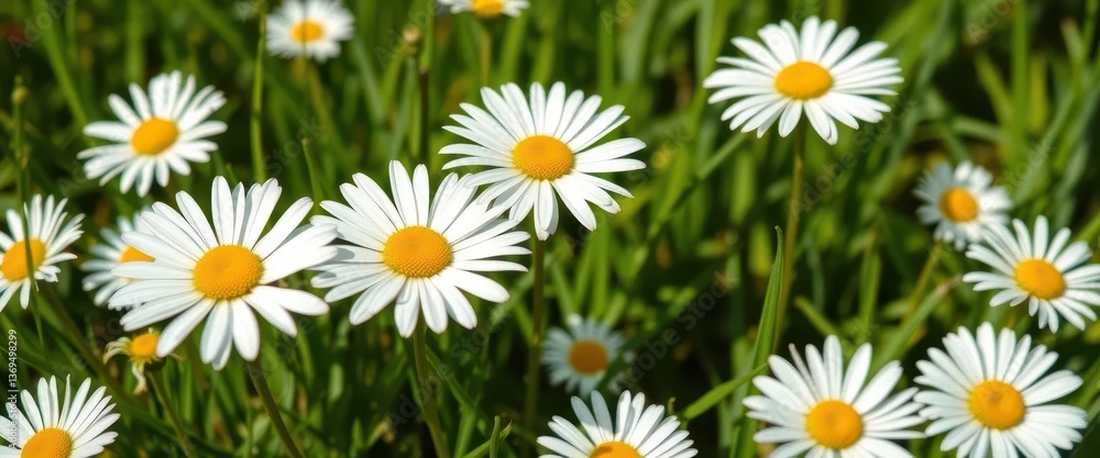 Close-up of white daisies in vibrant green grass against a bright white background, image, flora Close-up of white daisies in vibrant green grass against a bright white background, image, flora
