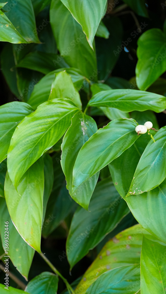 Lush green leaves with a small white flower, vibrant and tropical Lush green leaves with a small white flower, vibrant and tropical