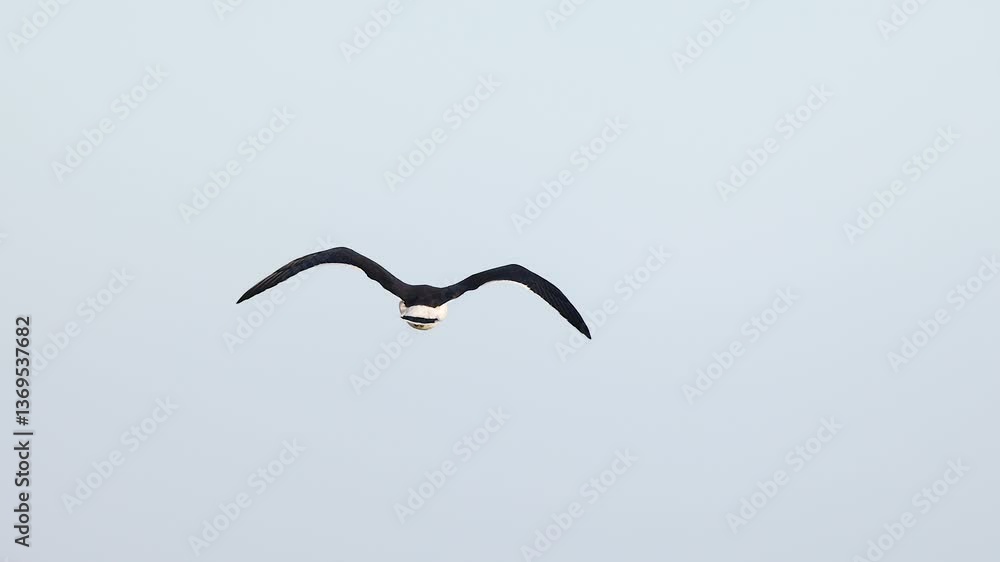 Kelp Gull Soaring Over Bellarine Peninsula Beach Kelp Gull Soaring Over Bellarine Peninsula Beach