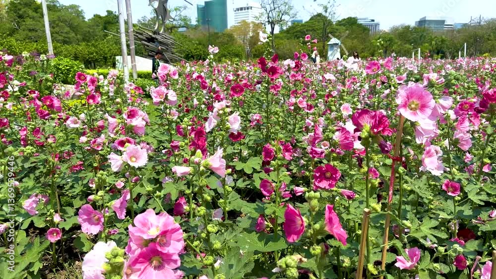 Vibrant Hollyhock Field in Bangkok's Jatujak Park Vibrant Hollyhock Field in Bangkok's Jatujak Park